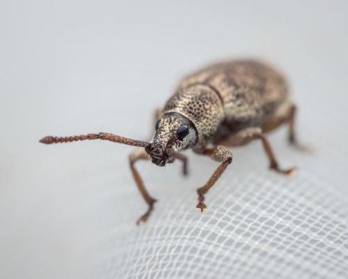 Réf. 318 587 : Pseudomeira sp.